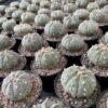 Astrophytum Asterias