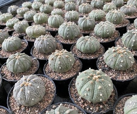 Astrophytum Asterias