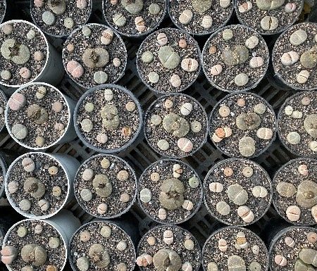 Lithops sp