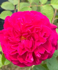 Alternative view of Munstead Wood