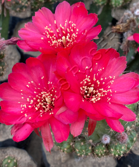 Lobivia - Red (Grafted)