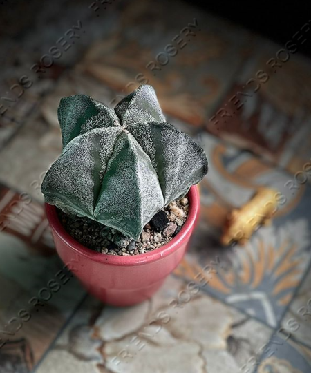 Astrophytum