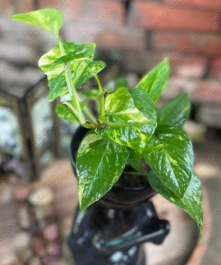 Epipremnum Sp (Money Plant)