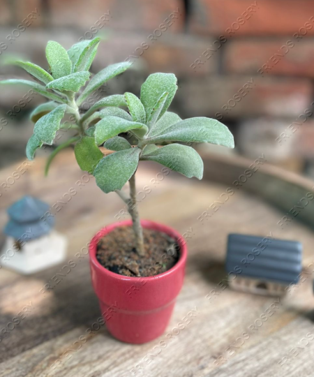 Kalanchoe Baharensis