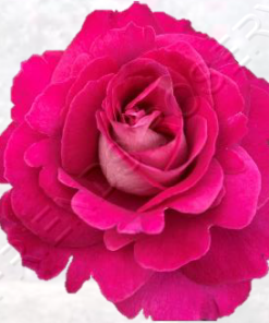 Baroness De Rothschild