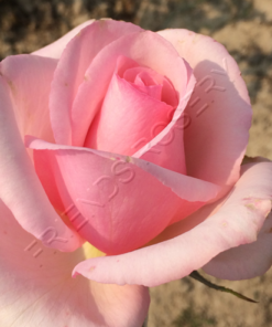 Alternative view of Amita