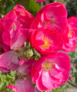 Alternative view of Angelica