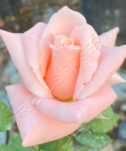 Alternative view of Barbara Bush