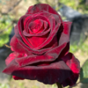 Black Baccara
