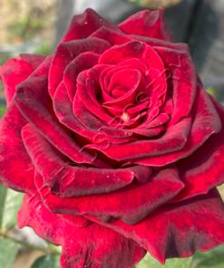 Alternative view of Black Baccara