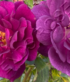 Alternative view of Midnight Blue