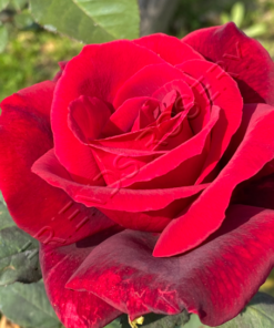 Alternative view of E159