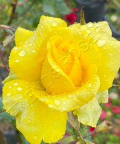 Alternative view of Golden Medallon