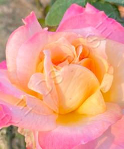 Alternative view of Grand Opera