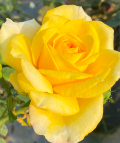 Alternative view of Magic Lantern