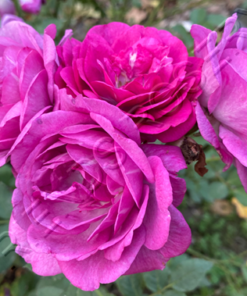 Alternative view of Life's Little Pleasure