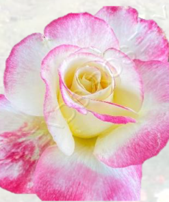 Alternative view of Double Delight