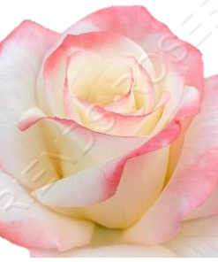 Alternative view of Gemini