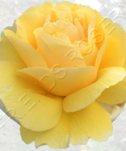 Alternative view of Gracious Queen