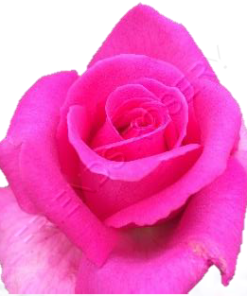 Perfume De French Comete