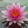 Waterlily - Pygmae Rubra