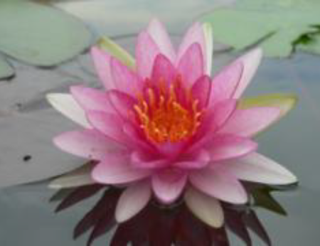 Waterlily - Pygmae Rubra