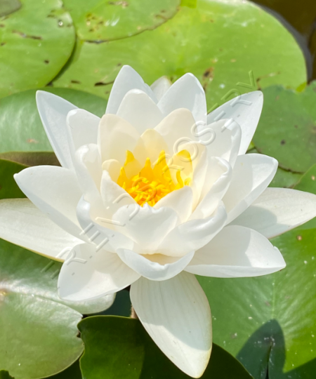 Waterlily - Siam Jasmine