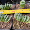 Haworthia truncata cv. Lime green