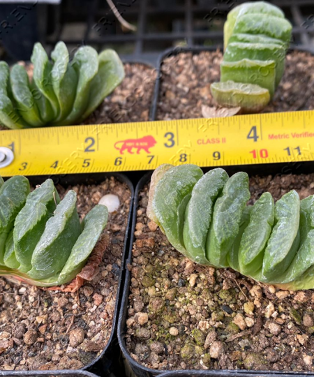 Haworthia truncata cv. Lime green