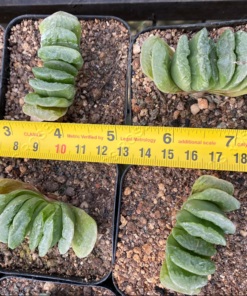 Alternative view of Haworthia truncata cv. Lime green
