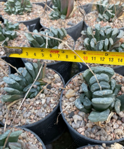 Alternative view of Haworthia truncata