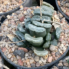 Haworthia truncata
