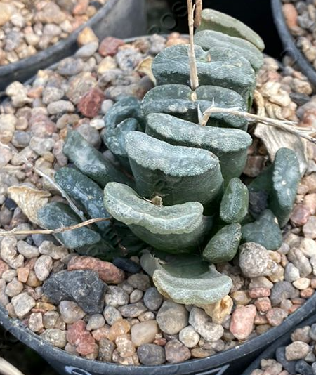 Haworthia truncata