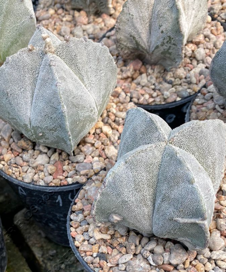 Astrophytum myriostigma Quadricostatum
