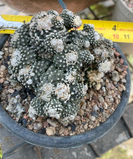 Copiopoa tenuissima f. monstruosa