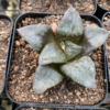 Haworthia "Akanko"
