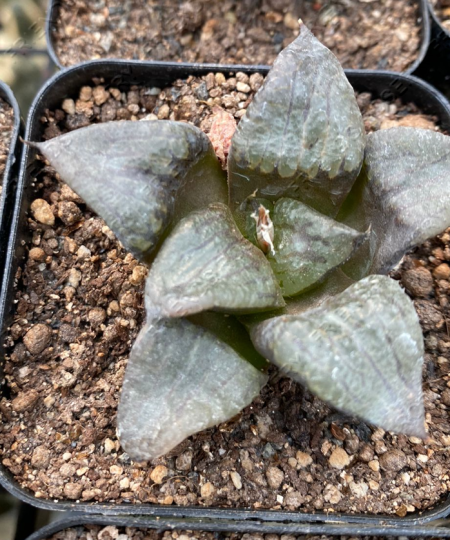 Haworthia "Akanko"