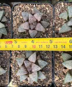 Alternative view of Haworthia picta hyb.