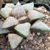 Haworthia picta hyb.