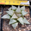 Haworthia picta hyb.
