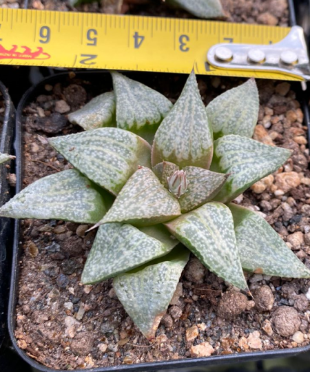 Haworthia picta hyb.