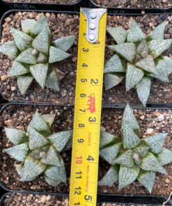 Alternative view of Haworthia picta hyb.