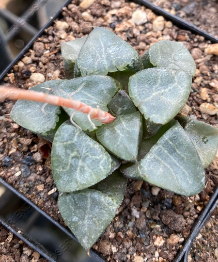 Haworthia comptoniana hyb.