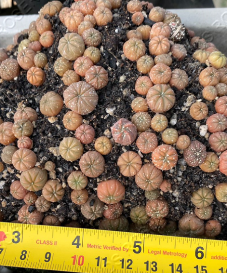 Astrophytum asterias - Hybrid Seedling Tray