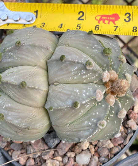 Astrophytum asterias - Double Head