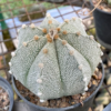 Astrophytum asterias hybrid