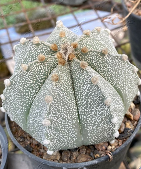Astrophytum asterias hybrid