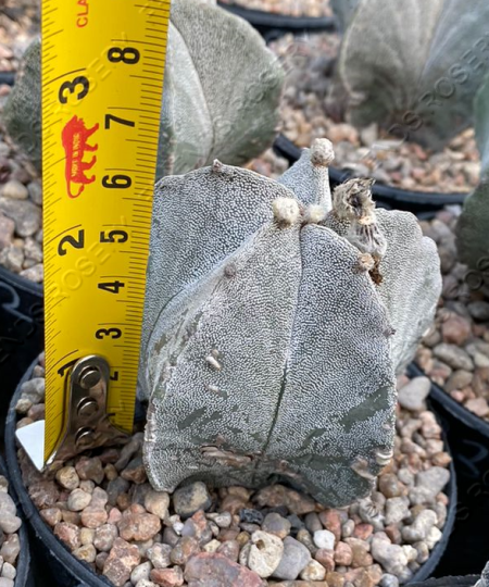 Astrophytum myriostigma