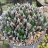 Haworthia cooperi var. pilifera