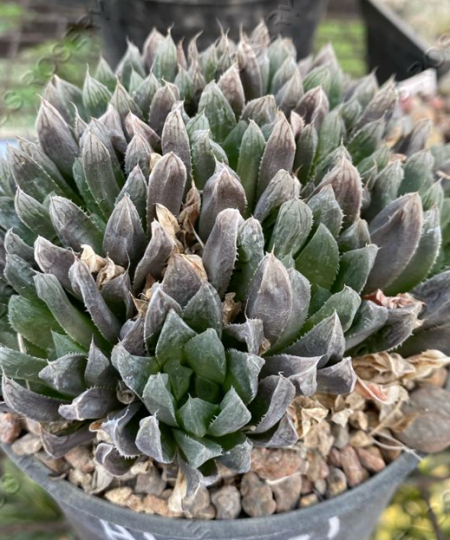 Haworthia cooperi var. pilifera